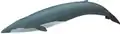 Blue whale illustration with a dark blue tail, a slightly lighter shade of blue overall, and a small dorsal fin close to the tail