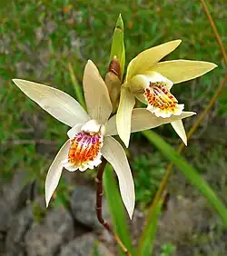 Bletilla ochracea flower