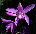 Bletilla striata flower