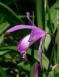 Flower of B. striata