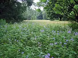 Natural environment at "Langgraswiese"