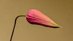 Flowerbud, Princess Diana variety