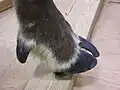 Reindeer hooves