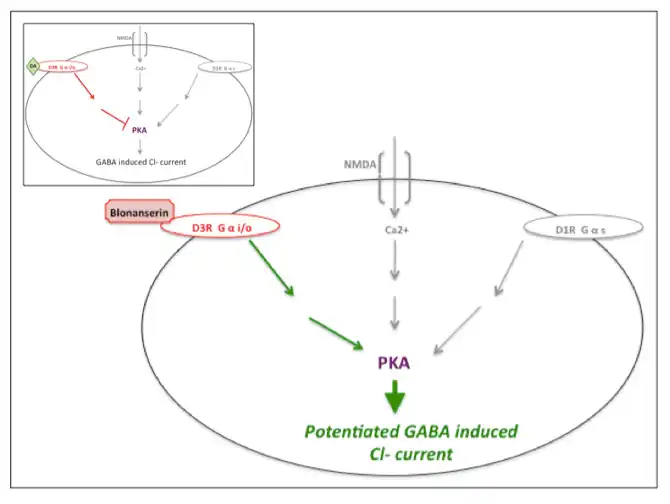 Blonanserin action at dopamine-D3 receptor. Cartoon of blonanserin's antagonistic impact at the dopamine-D3 receptor, reversing inhibition of PKA activity (also regulated by dopamine-D1 and NMDA activity) thus potentiating GABA induced Cl- current. Inset illustrates uninterrupted dopamine (DA) activity at the dopamine-D3 receptor. Inspired by Hida et al. (2014) and Yokota et al. (2002).[9][12]