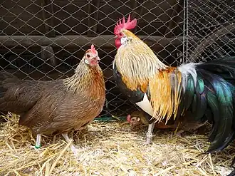 A golden duckwing bantam pair