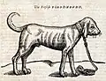 Bloodhound woodcut