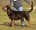 Black and tan, "blanket" or full-coat type