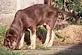 Liver and tan, "blanket" or full-coat type