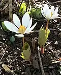 Leaves clasping the flower stems in early spring