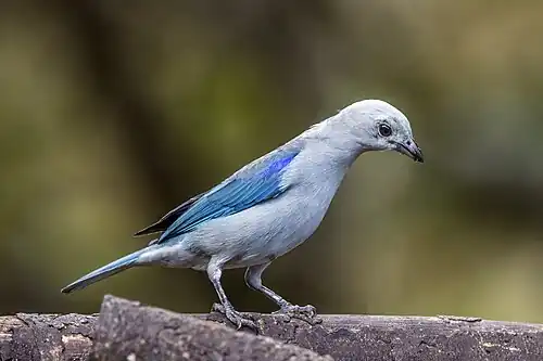 T. e. quaesita Colombia