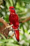 At Jurong Bird Park