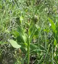 Blue funnel lily developing fruit