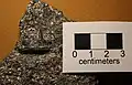 Fish jawbone with tooth