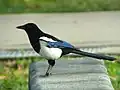 Korean magpie