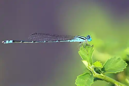 Male