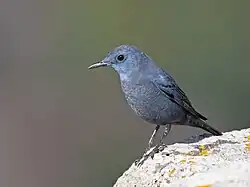 National bird: Blue rock thrush