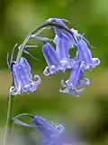 Hyacinthoides (blue bell) is lavender blue