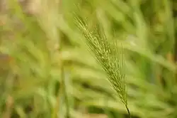 Blumeria hordei infecting Hordeum in the UK.