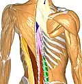Bones and muscles.