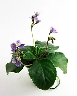Boea hemsleyana plant