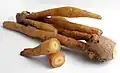 Fingerroot rhizome