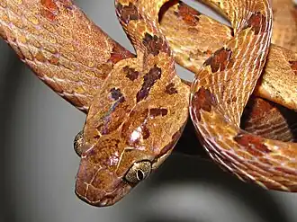 Head