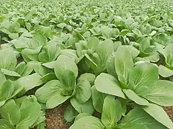 A bok choy field