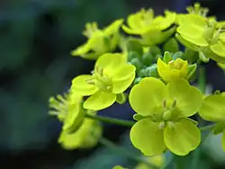 Bok choy has yellow flowers.