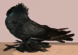 Black Bokhara Trumpeter
