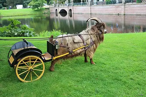 Goat cart