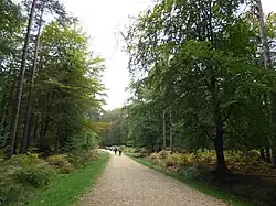 Bolderwood Arboretum Ornamental Drive