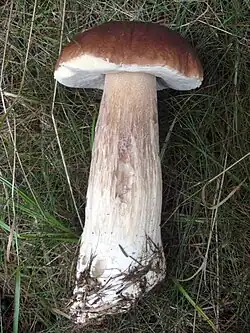 Mature stem