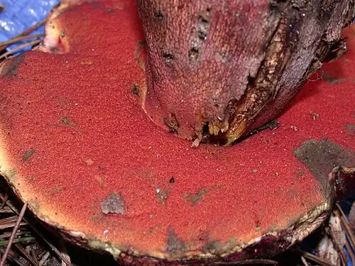 The poroid surface