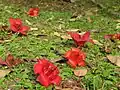 Fallen flowers in Hong Kong