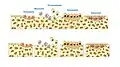 Illustration showing bone remodelling cycle