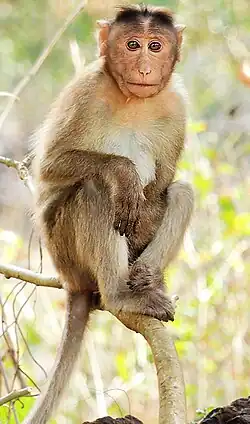 Bonnet macaque (Macaca radiata)