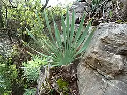 Single bulb growing chasmophytically on dolomitic limestone in light shade