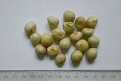 Large (circa 1&nbsp;cm) globose seeds (with scale reference)
