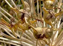 Close-up of ripe 3-horned capsules