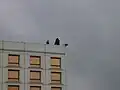 Government Protection Bureau snipers guarding the area of Piłsudski Square during President's speech.