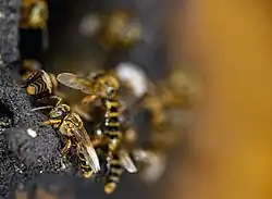 Photograph of several bees