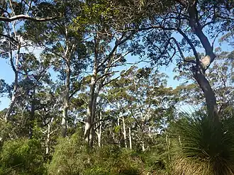 Boranup Forest