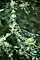 Evernia mesomorpha, Boreal oakmoss, The Ridges