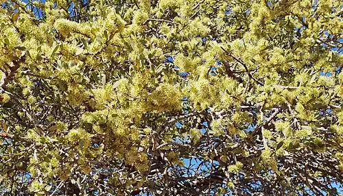 Flowering during late winter, Limpopo