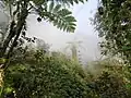 Borneo