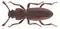 Bothrideres bipunctatus