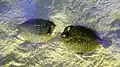 Wide-eyed flounder, Bothus podas