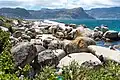 Boulders Beach with some swimmers. In the background, the penguin colony and visitors can be seen.