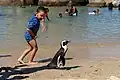 Swimmers and a penguin at the beach