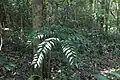 Bowenia serrulata growing in transition forest near Byfield, in the Capricornia region of Queensland, Australia